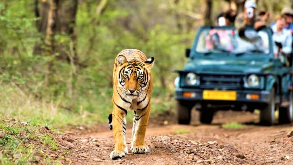 kumbhalgarh-wildlife-sentury